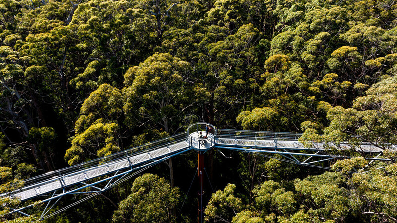 Valley of The Giants Tree Top Walk - South Western Australia